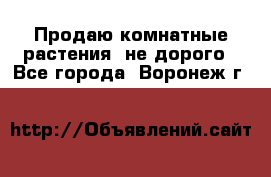 Продаю комнатные растения  не дорого - Все города, Воронеж г.  »    